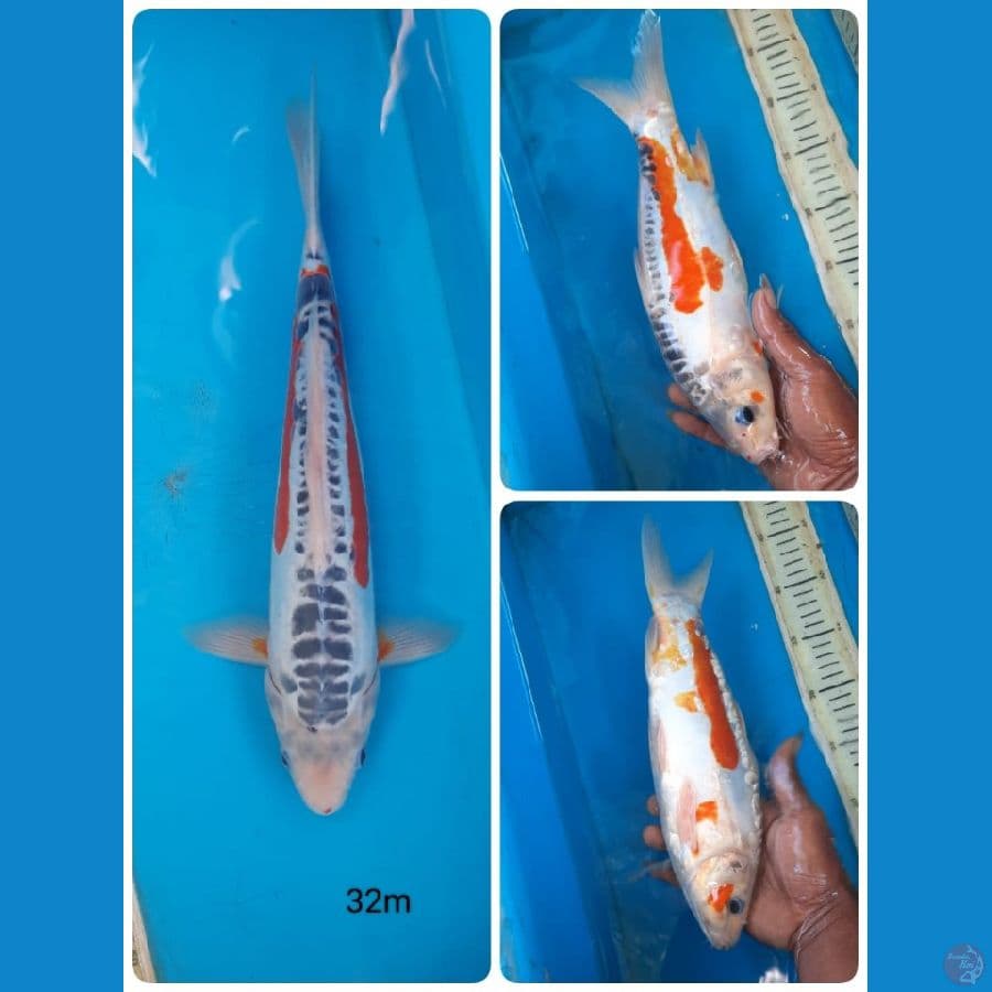 hana shusui 32cm male