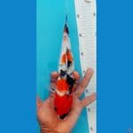 Showa Gindrin 26cm