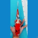 Showa 30cm