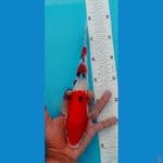 Sanke 26cm