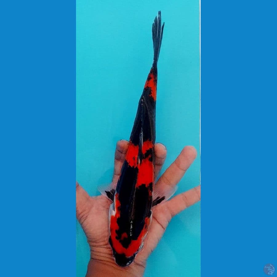 Hi Showa 29cm