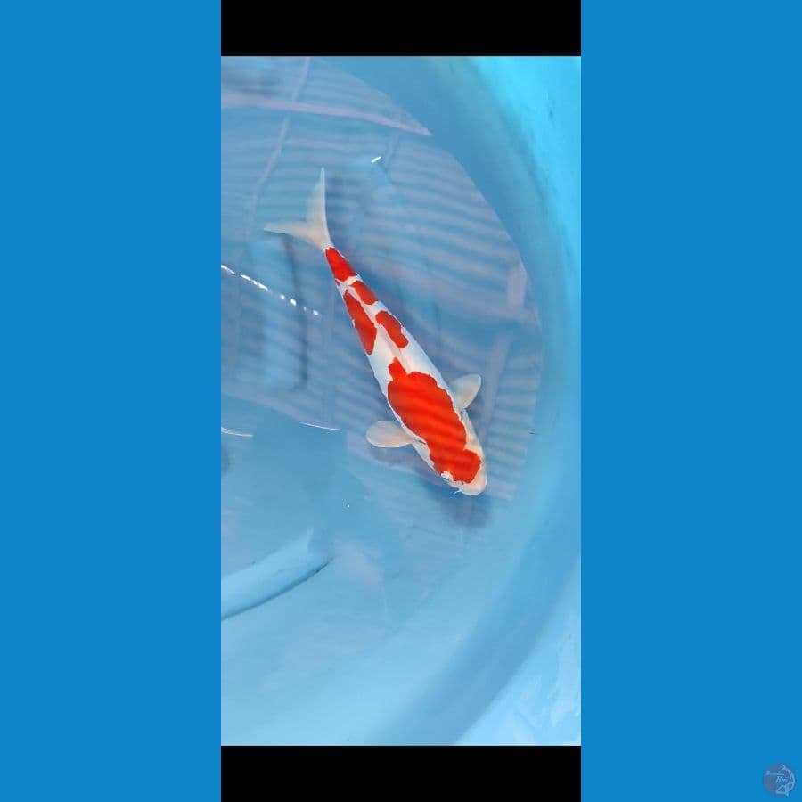doitsu kohaku 36 cm jantan