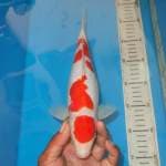 KOHAKU BULAN SQ