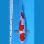 SANDAN KOHAKU HQ MERAH STRONG ~35cm/Male~
