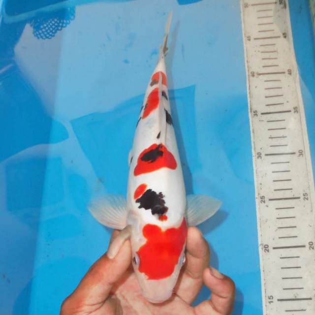 KOHAKU TSUBOTSUM