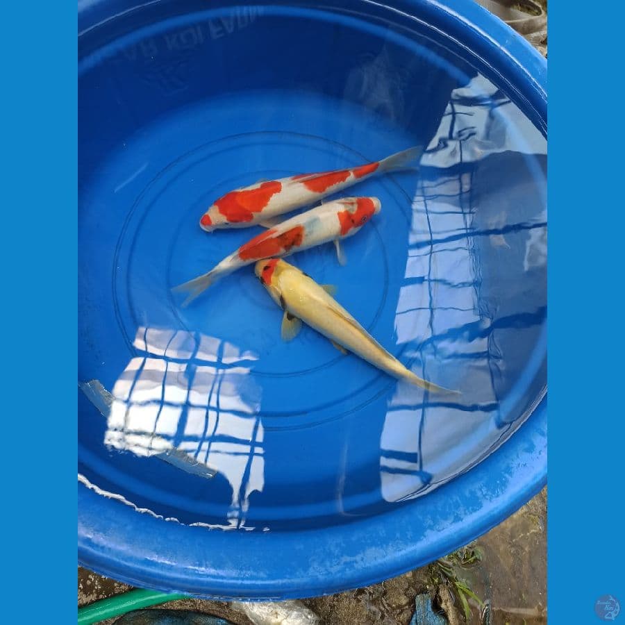 PAKET 30CM AN 