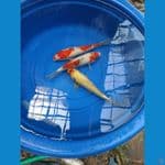 PAKET 30CM AN 