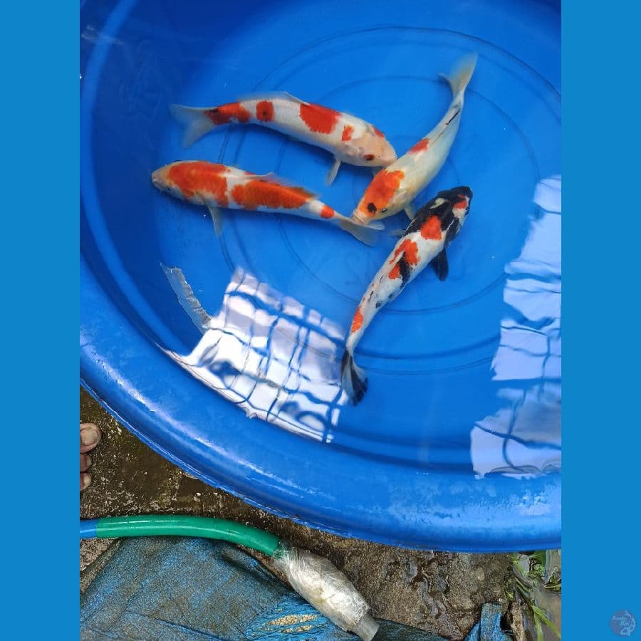 PAKET 25CM AN