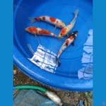 PAKET 25CM AN