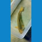 Caramel 21cm 