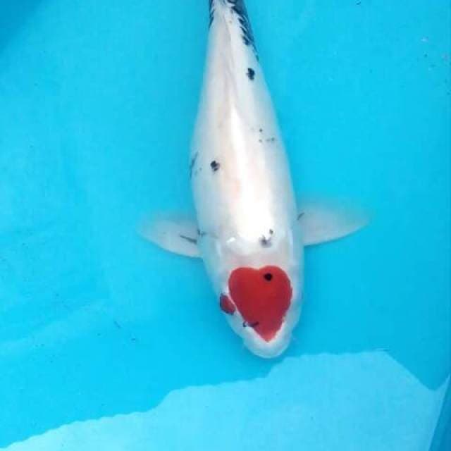 Tancho hati