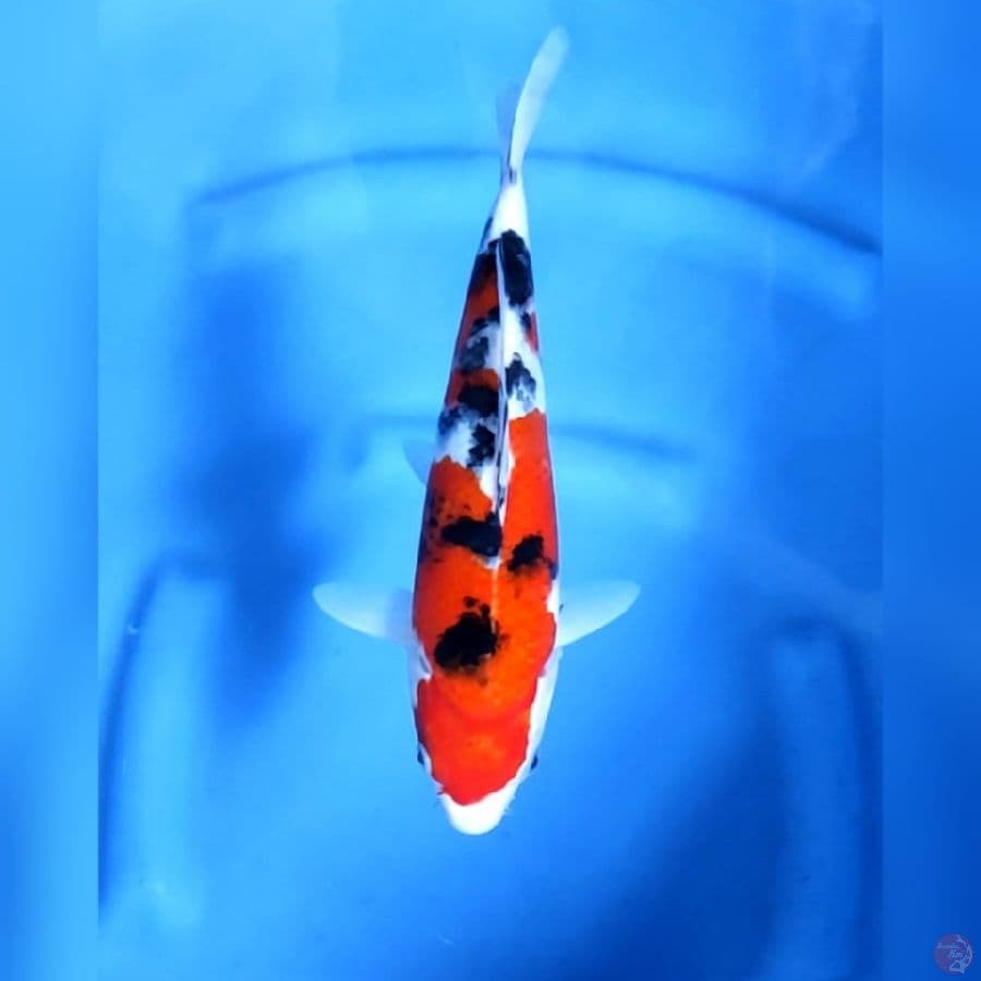 ( 28CM ) SANKE MANTAP - FEMALE