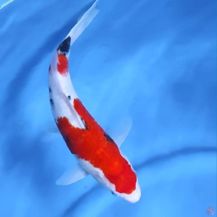 ( 27CM ) SANKE - FEMALE