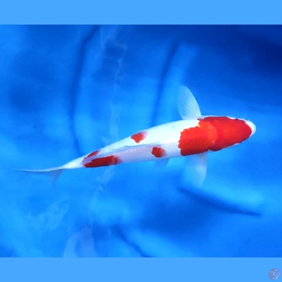 ( 30CM ) KOHAKU ORIGINAL - MALE