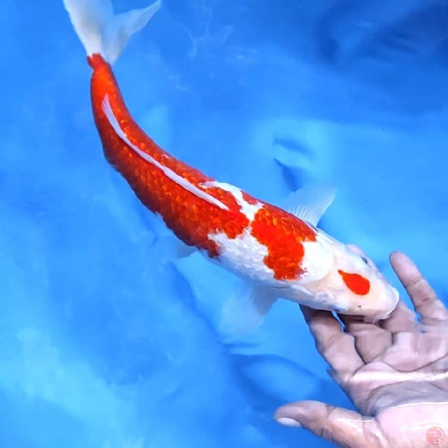 ( 32CM ) MARUTEN KOHAKU GINRIN - MALE