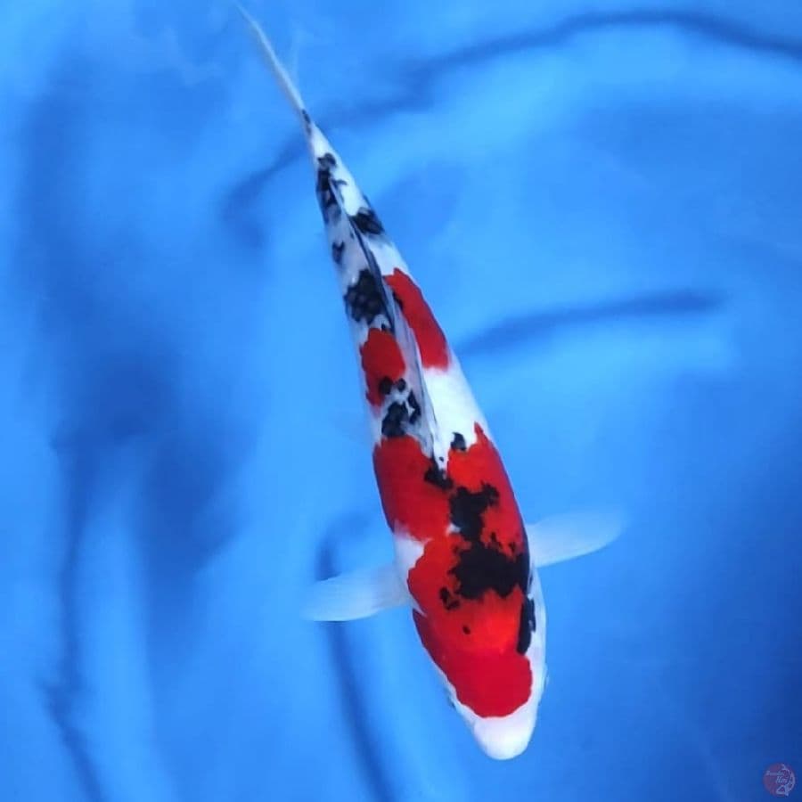 ( 30CM ) TAISHOSANSHOKU STRONG - FEMALE 