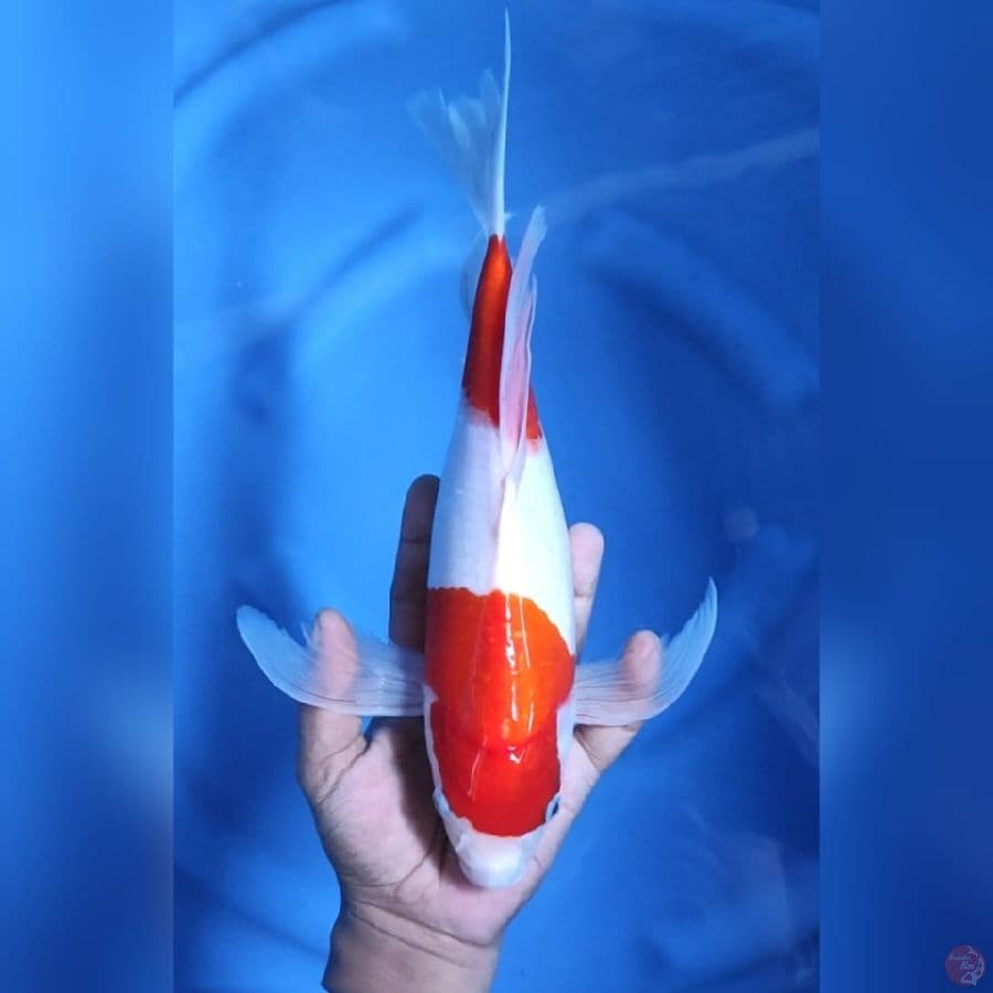 ( 34CM ) KUMPAY KOHAKU - FEMALE 