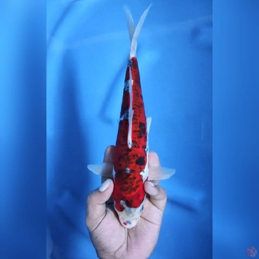 ( 28CM ) GHOSIKI DOITSU ANTIK - MALE
