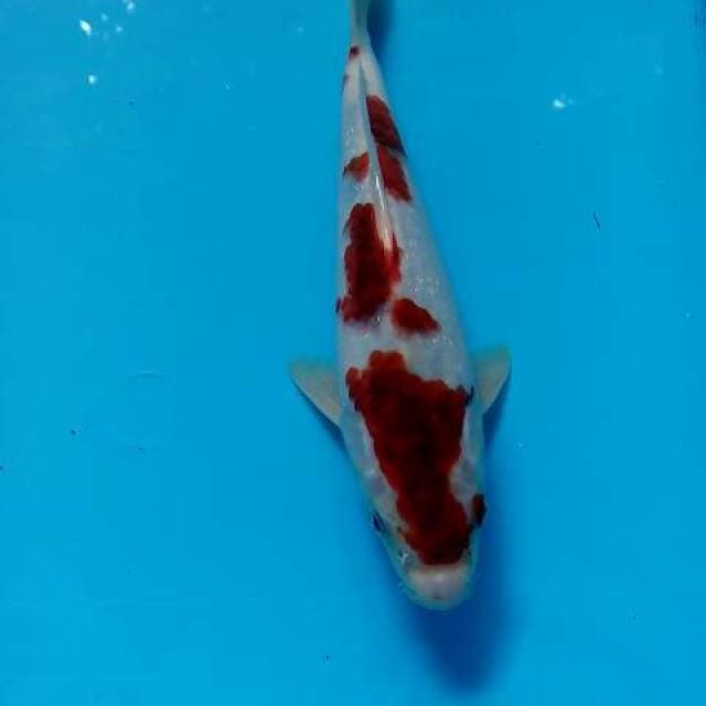 goromo