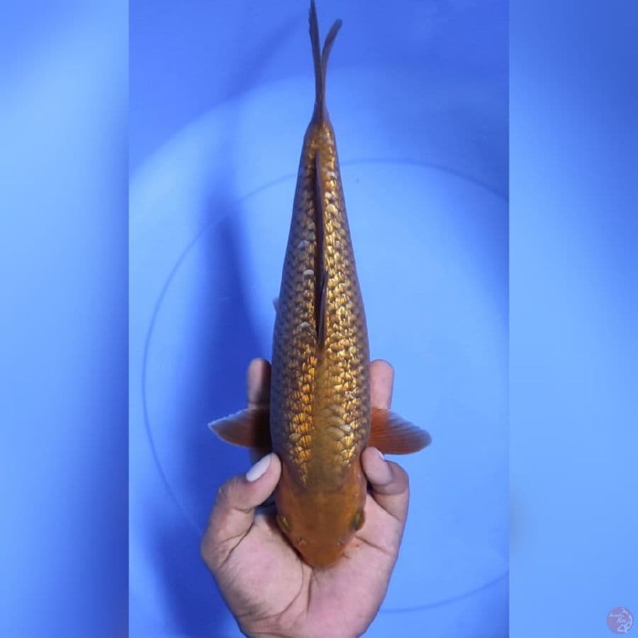 ( 31CM ) CHAGOI GINRIN - FEMALE 