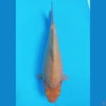 karashi corn berpunuk 30cm