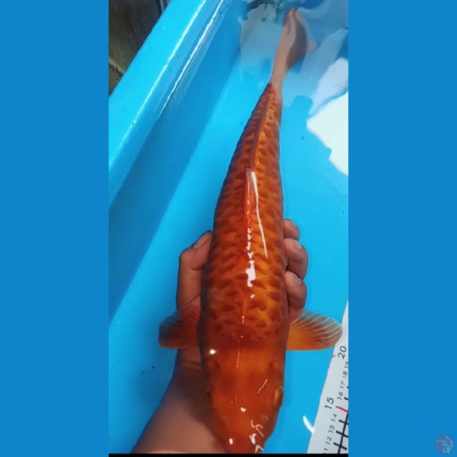 caramel full aragoke 42cm