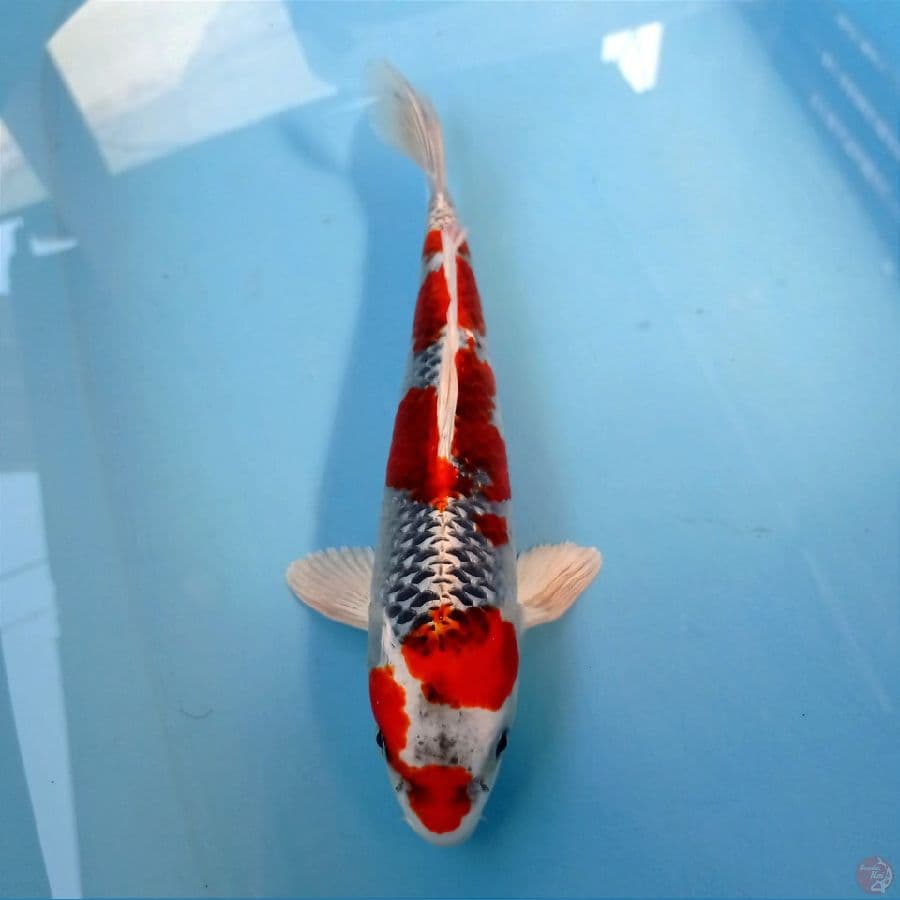 kujaku, 29 cm