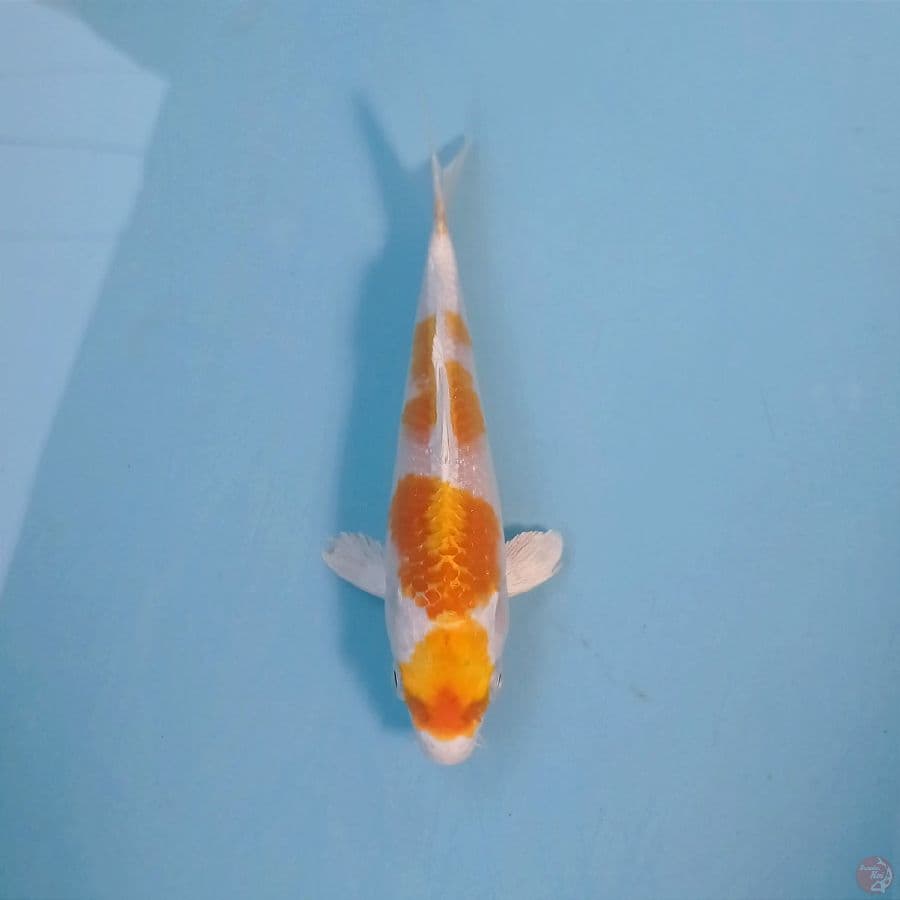 hariwake, 15 cm
