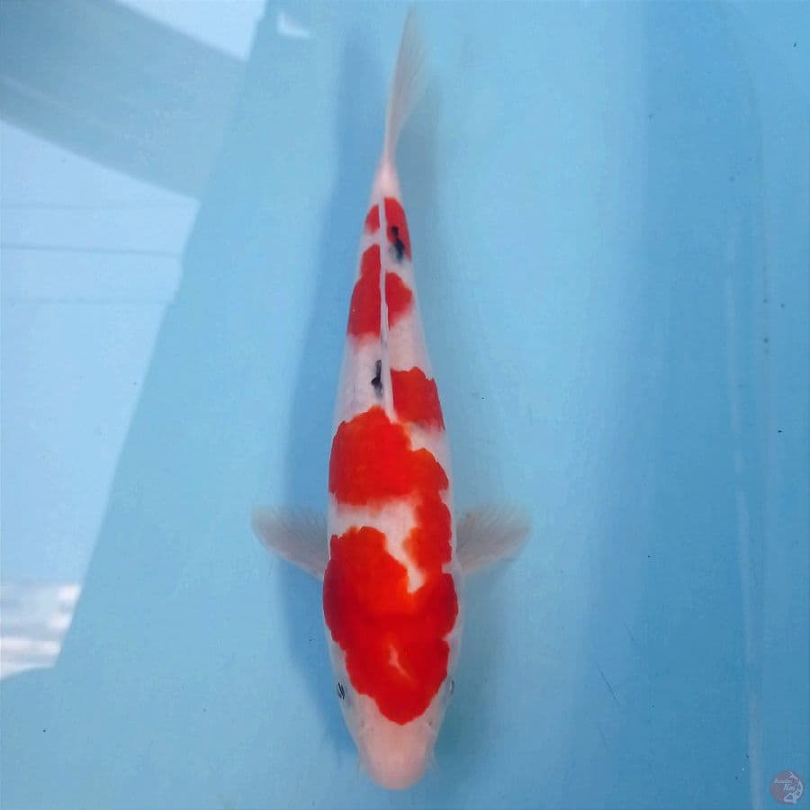 sanke, 28 cm