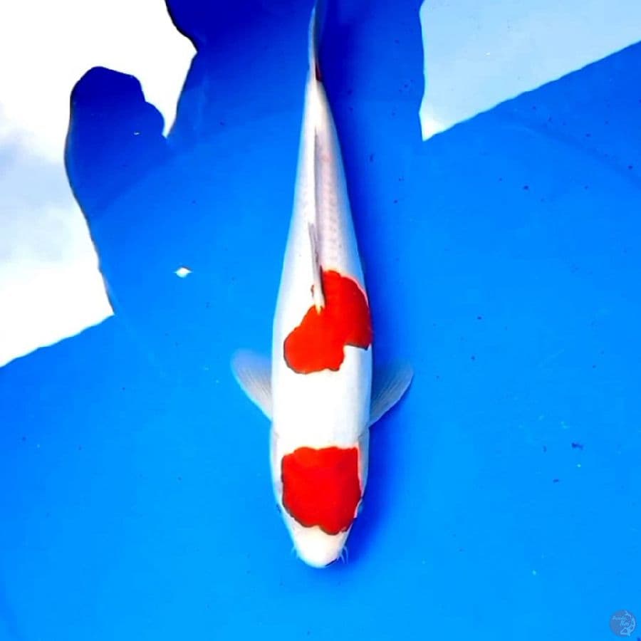 30cm DOITSU KOHAKU STRONG