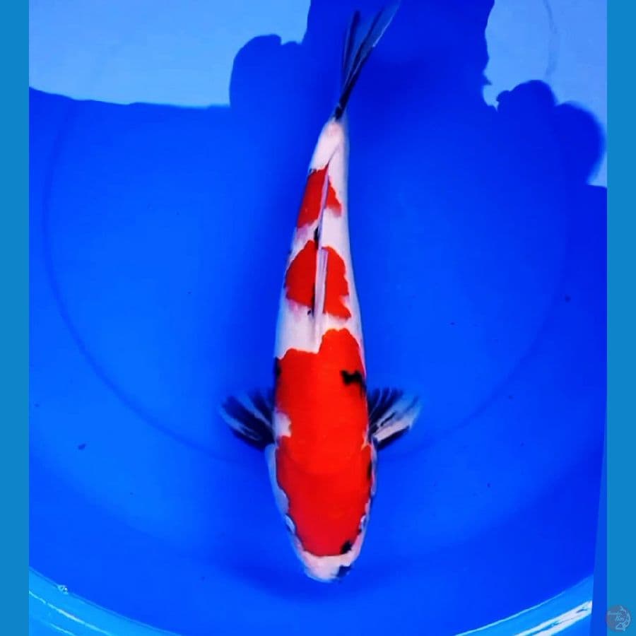 44cm F1 TATEGOI SHOWA