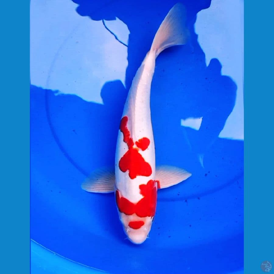 42cm DOITSU JUMBO KOHAKU