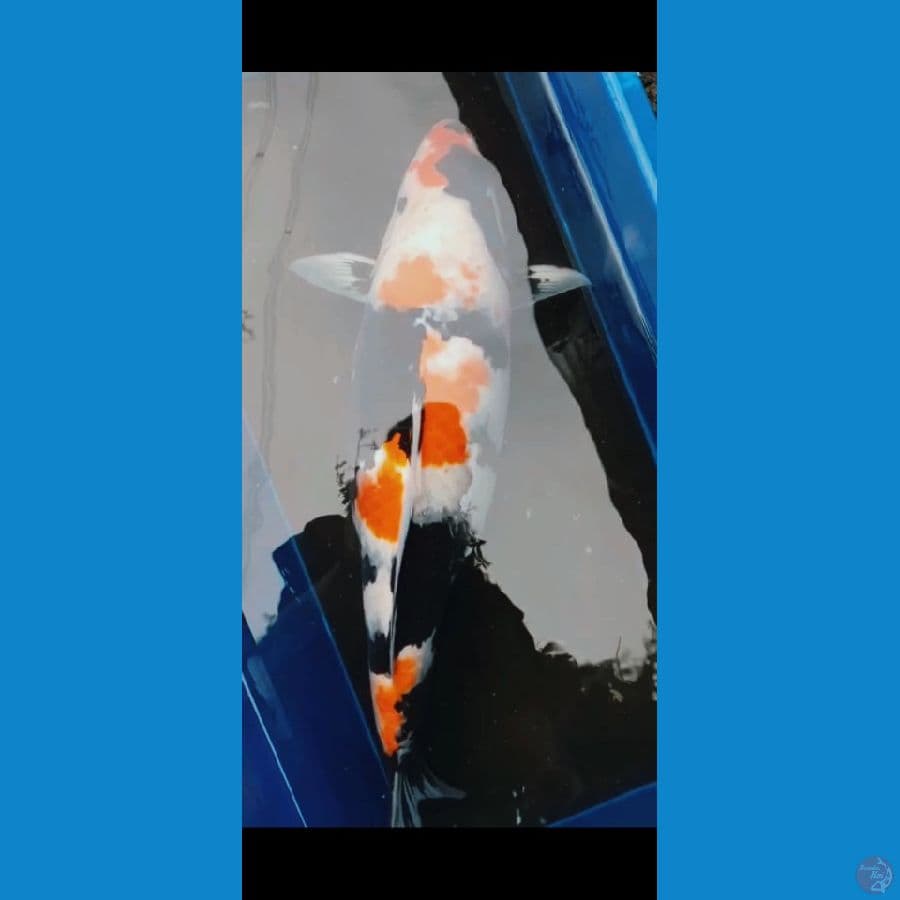 jumbo kindai showa 61cm