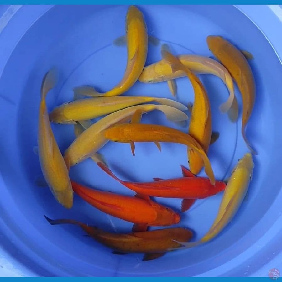 25-27cm