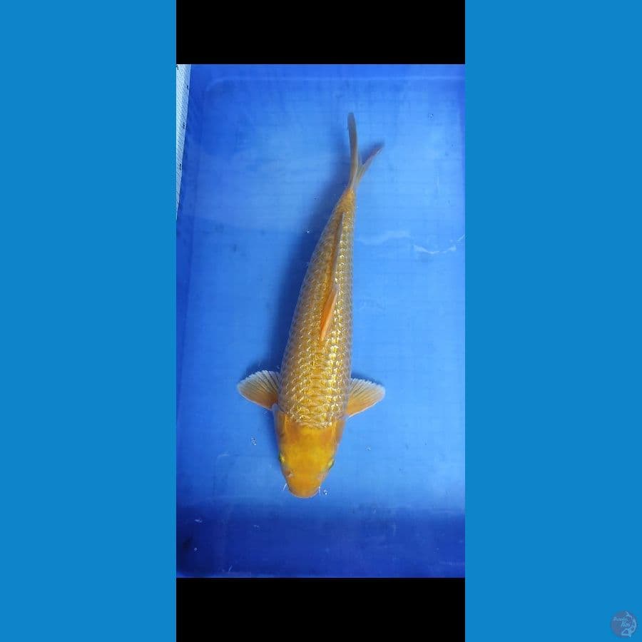 karasi corn