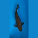 CAGOI KARAMEL GINRIN  40CM MALE 