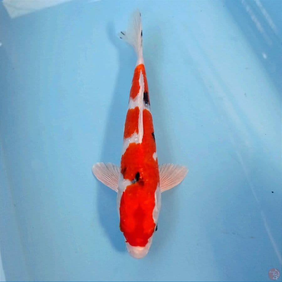 sanke hikari, 27 cm