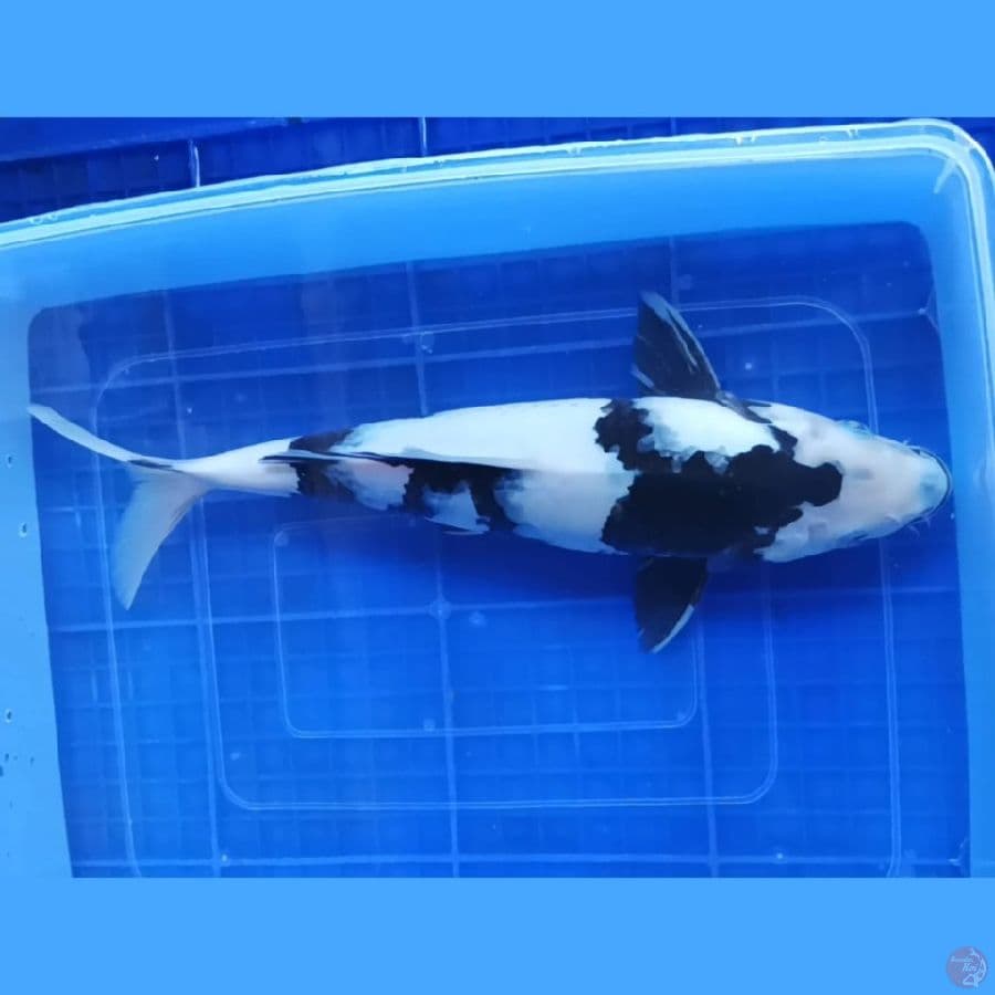 ( 32CM ) SHIRO MANTAP - FEMALE