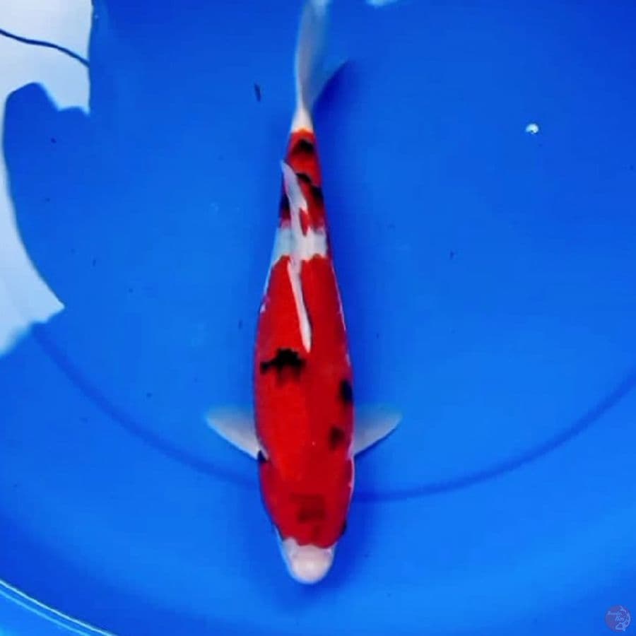 30cm TATEGOI SHOWA 2STEP