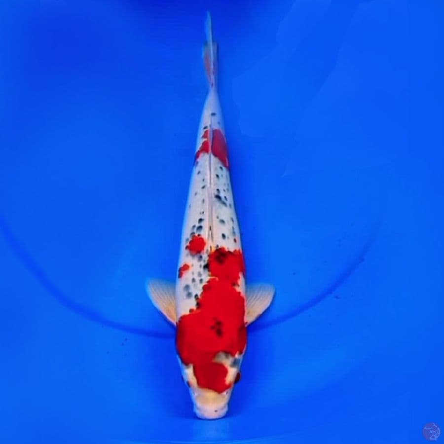 41cm F1 GOSHIKI RACING 