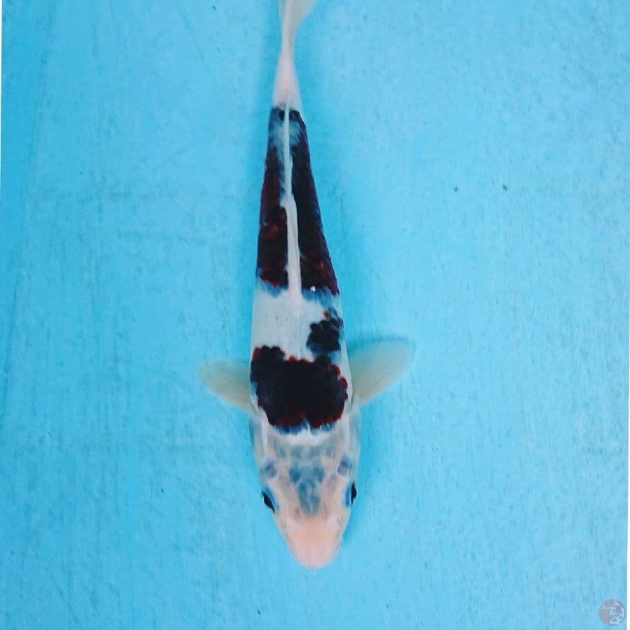 BUDO GOROMO 27 CM