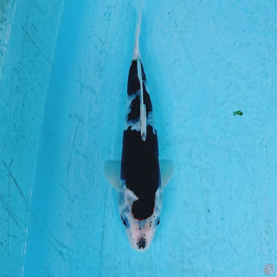 BUDO GOROMO 23 CM