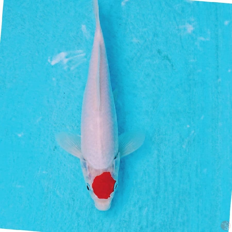 ORI  TANCHO KOHAKU 19 CM