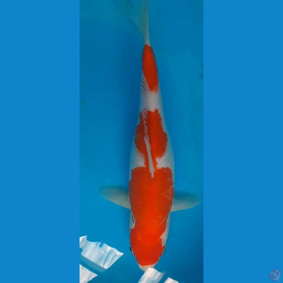 kohaku 30BU