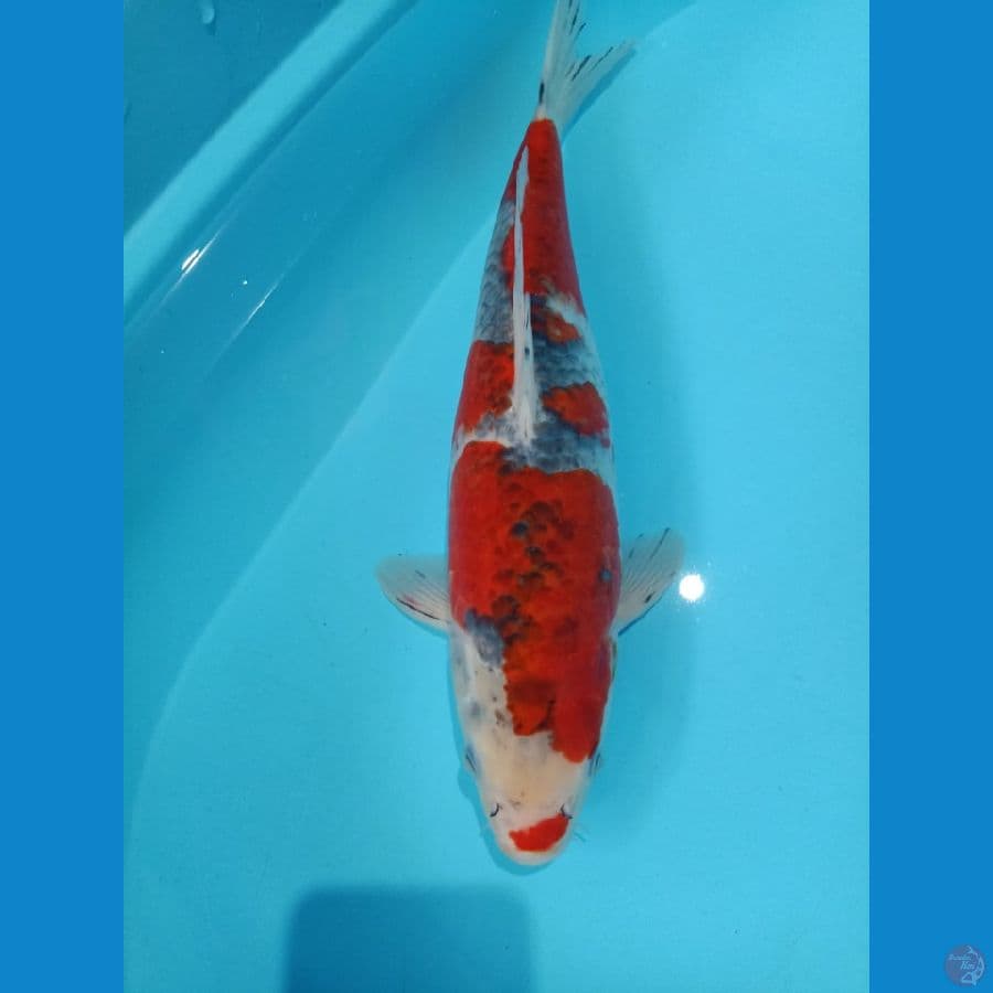 GOSHIKI 40CM MALE