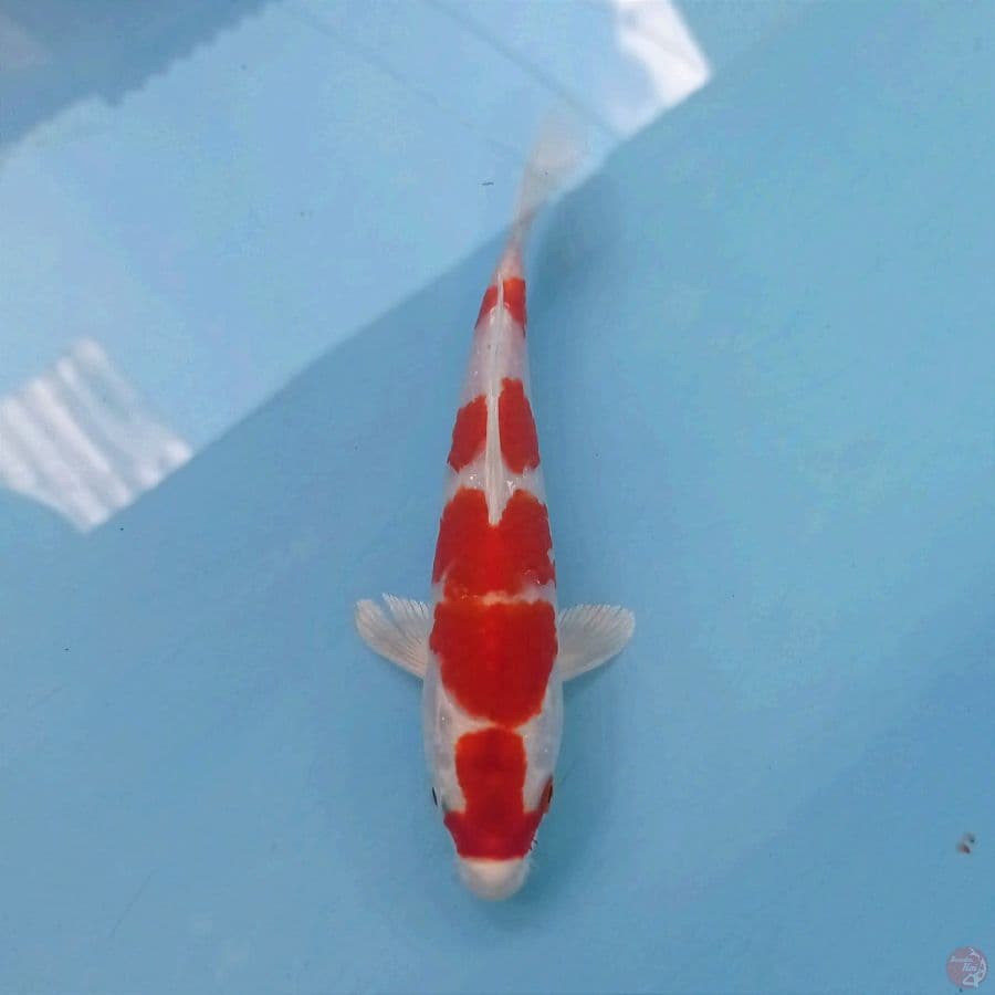 sakura ogon, 17 cm