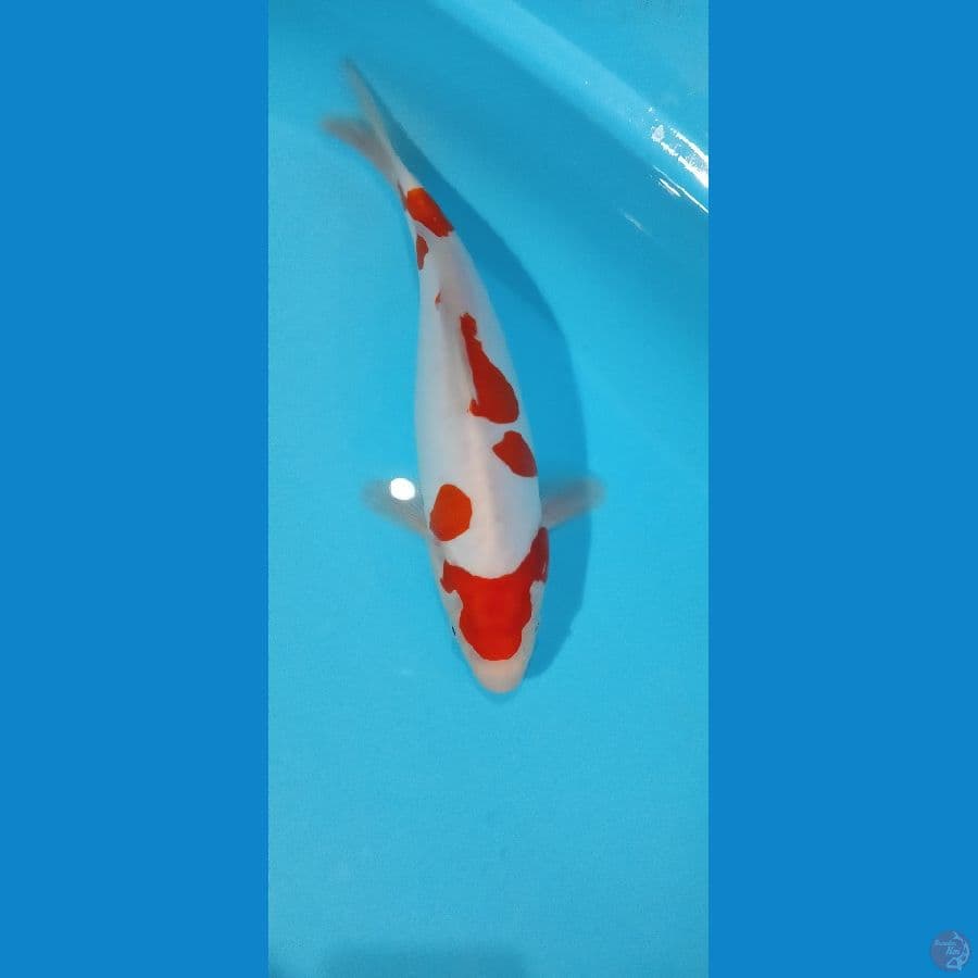 KOHAKU DOIT MURNI 30CM MALE