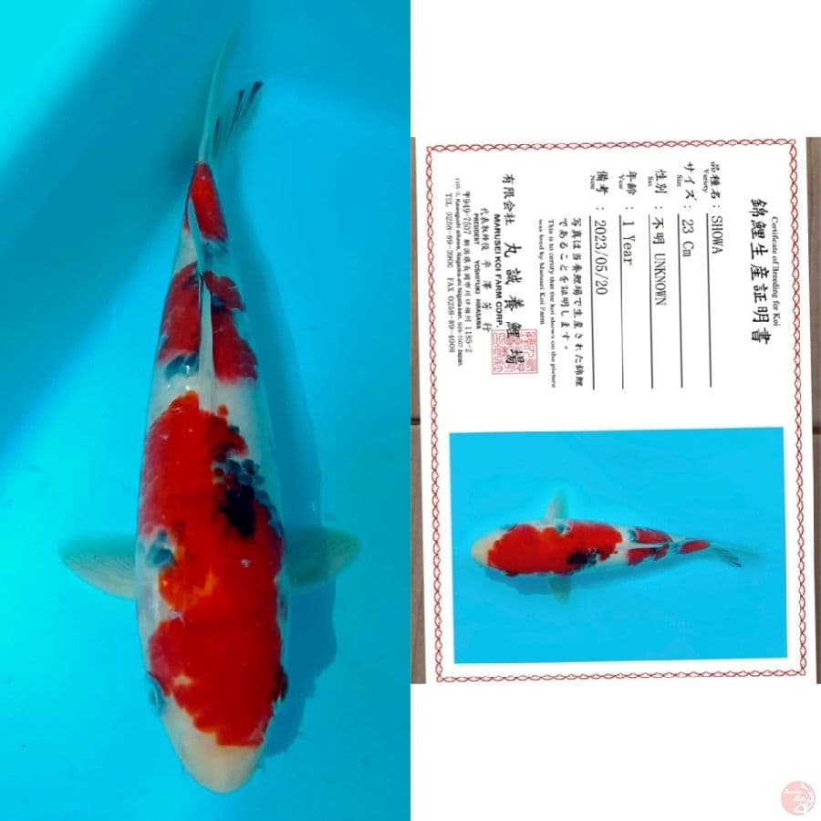 marusai Showa 23cm 