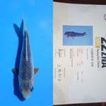 asagi show quality 12 cm ready for show
