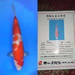 Kohaku HQ  import dainichi 40cm
